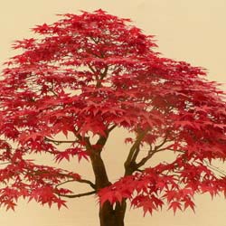 Maple, Japanese 'Deshojo'